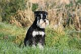 SCHNAUZER NAIN 059